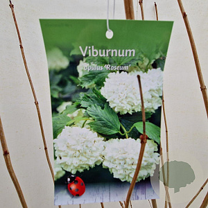 Viburnum opulus 'Roseum' 100-125 cm 10L