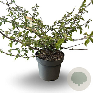 Viburnum plic. 'Mariesii' 60-80 cm 12L