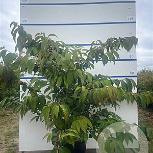 Viburnum plic. 'Mariesii' 100-125 cm 20L