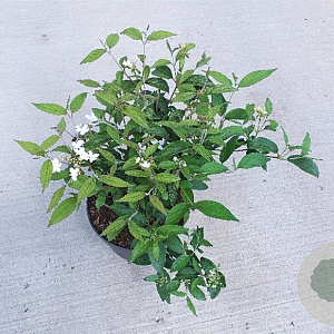 Viburnum plic. 'Watanabe' 50-60 cm 10L