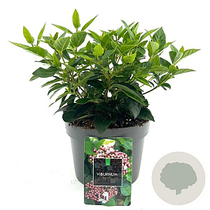 Viburnum tin. 'Eve Price' 25-30 cm 2,0L
