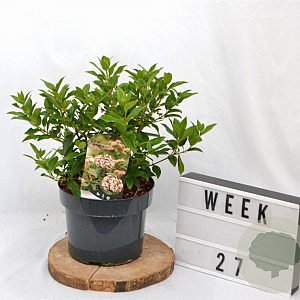 Viburnum tin. 'Eve Price' 40-50 cm 5,0L