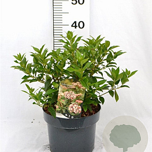 Viburnum tin. 'Eve Price' 40-50 cm 5,0L