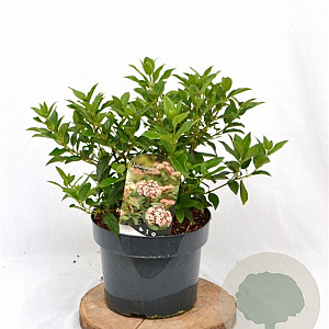 Viburnum tin. 'Eve Price' 40-50 cm 5,0L