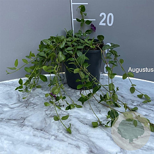 Vinca minor 'Atropurpurea' GM 2,0L