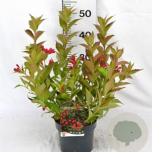 Weigela All Summer Red 30-40 cm 3,0L