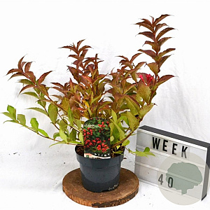 Weigela All Summer Red 30-40 cm 3,0L