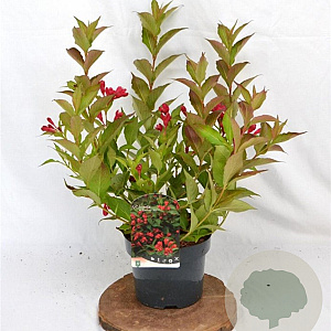 Weigela All Summer Red 30-40 cm 3,0L