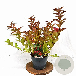 Weigela All Summer Red 30-40 cm 3,0L