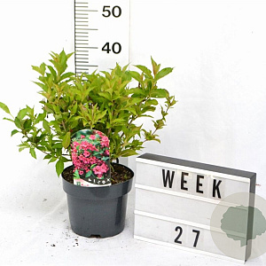 Weigela Big Love 30-40 cm 3,0L