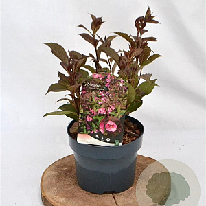 Weigela florida 'Victoria' 30-40 cm 2,0L