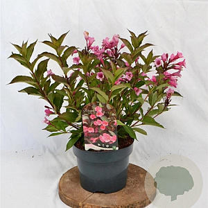 Weigela 'Minuet' 30-40 cm 3,0L
