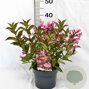 Weigela 'Minuet' 30-40 cm 3,0L