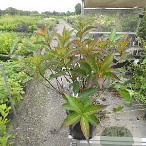 Weigela 'Minuet' 30-40 cm 3,0L