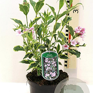 Weigela 'Nana Variegata' 30-40 cm 3,0L