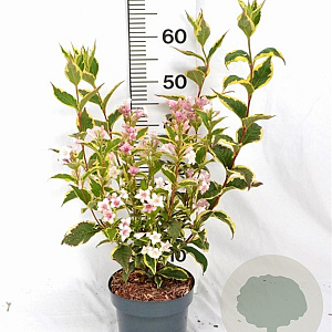 Weigela 'Nana Variegata' 30-40 cm 3,0L