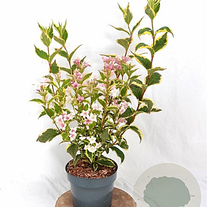Weigela 'Nana Variegata' 30-40 cm 3,0L