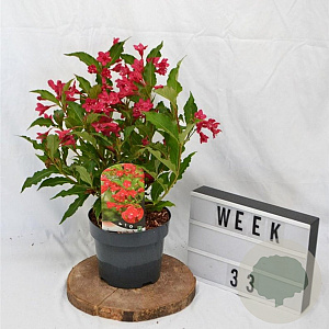 Weigela 'Red Prince' 40-50 cm 3,0L