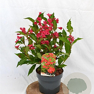 Weigela 'Red Prince' 40-50 cm 3,0L