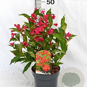 Weigela 'Red Prince' 40-50 cm 3,0L