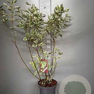 Cornus alba 'Elegantissima' 80-100 cm 7,5L