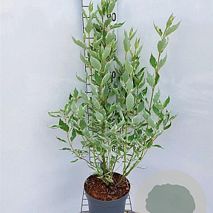 Cornus alba 'Elegantissima' 80-100 cm 7,5L