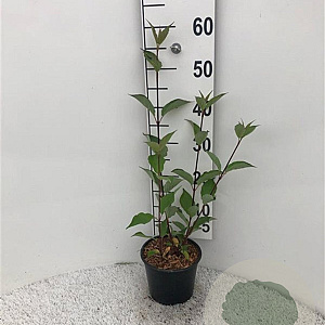 Cornus alba 'Kesselringii' 60-80 cm 2,0L