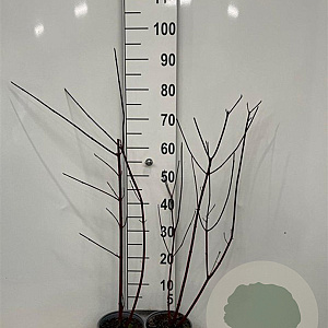 Cornus alba 'Kesselringii' 80-100 cm 2,0L