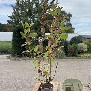 Cornus alba 'Sibirica' 40-60 cm 2,0L