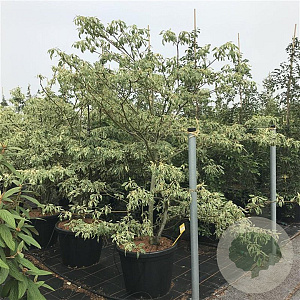 Cornus controversa 200-250 cm cont. 80L