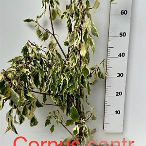 Cornus controversa 'Variegata' 80-100 cm met kluit