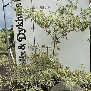 Cornus controversa 'Variegata' 80-100 cm met kluit