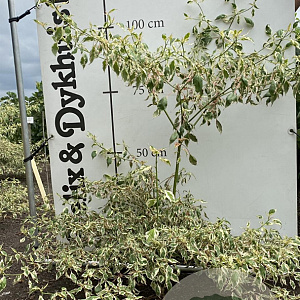 Cornus controversa 'Variegata' 80-100 cm met kluit