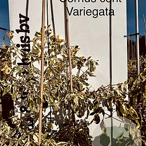 Cornus controversa 'Variegata' 100-125 cm met kluit