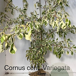 Cornus controversa 'Variegata' 125-150 cm met kluit