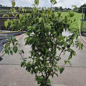 Cornus k. 'China Girl' 125-150 cm 20L