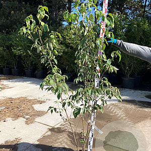 Cornus k. 'China Girl' 150-175 cm 20L