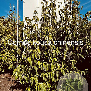 Cornus kousa chinensis 150-175 cm met kluit