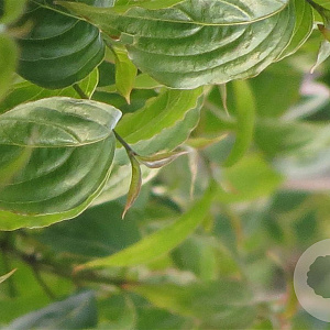 Cornus kousa chinensis 150-175 cm met kluit