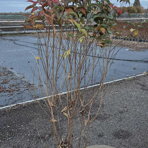 Cornus kousa chinensis 150-175 cm met kluit