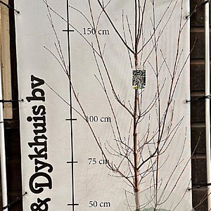 Cornus kousa chinensis 175-200 cm met kluit