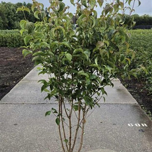 Cornus kousa chinensis 175-200 cm 20L