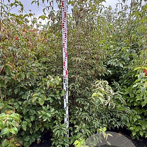 Cornus kousa chinensis 200-225 cm met kluit