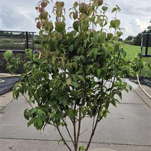 Cornus k. 'Milky Way' 150-175 cm 20L