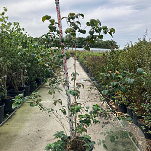 Cornus k. 'Satomi' 150-175 cm 50L