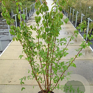 Cornus mas 100-125 cm 12L