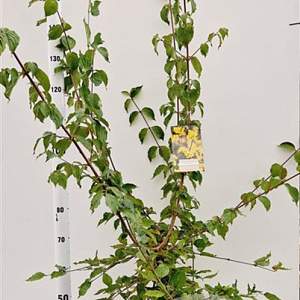 Cornus mas 125-150 cm 7,5L