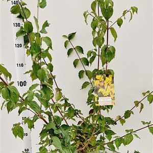 Cornus mas 125-150 cm 7,5L