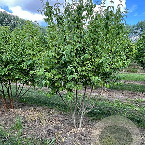 Cornus mas 250-300 cm draadkluit meerstammig