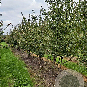 Cornus mas 250-300 cm draadkluit meerstammig